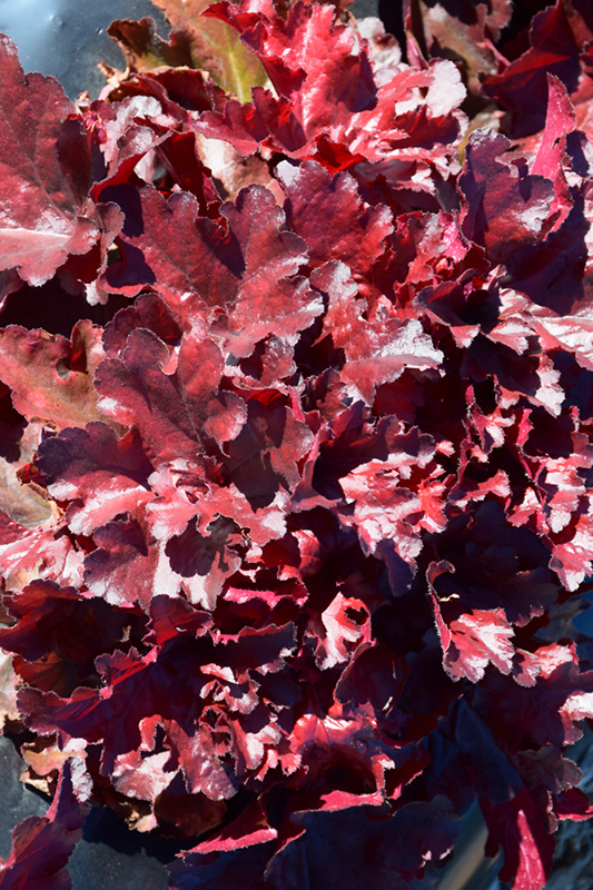 Forever Red Coral Bells (Heuchera 'Forever Red') at Stauffers Of Kissel Hill