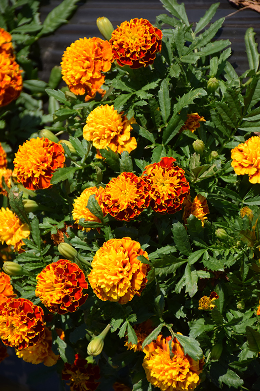 Hot Pak Spry Marigold (Tagetes patula 'PAS1077393') at Stauffers Of Kissel Hill