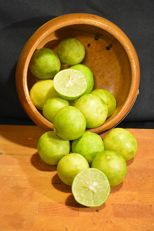Key Lime (Citrus aurantifolia) at Stauffers Of Kissel Hill