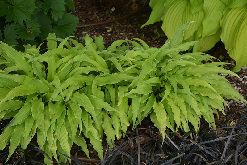 Curly Fries Hosta (Hosta 'Curly Fries') at Stauffers Of Kissel Hill
