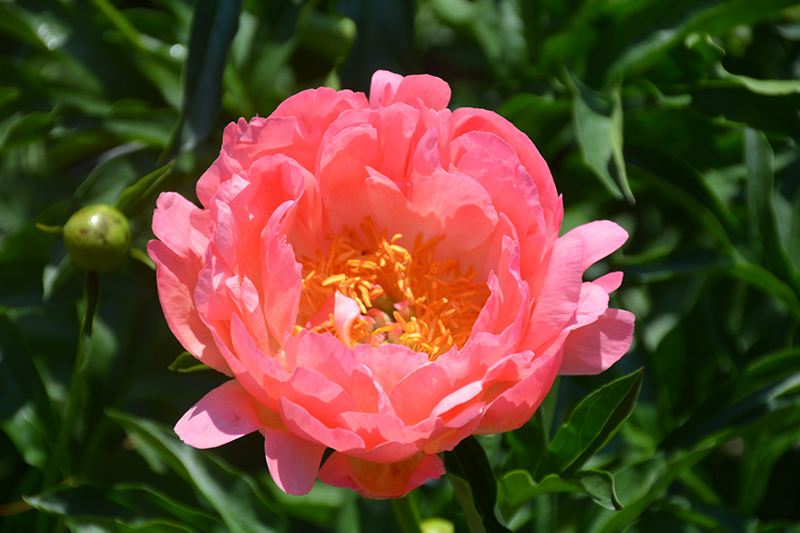 Coral Sunset Peony (Paeonia 'Coral Sunset') at Stauffers Of Kissel Hill