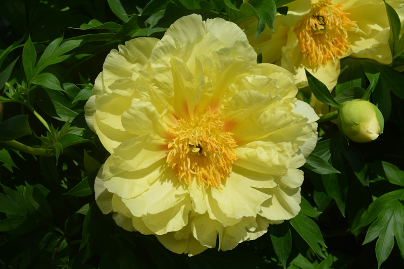 Sequestered Sunshine Peony (Paeonia 'Sequestered Sunshine') at Stauffers Of Kissel Hill