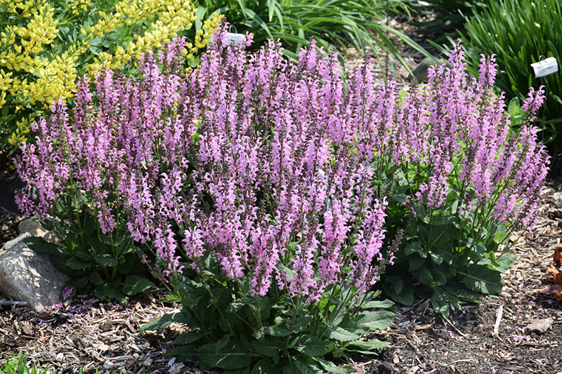 Color Spires Pink Dawn Sage (Salvia 'Pink Dawn') at Stauffers Of Kissel Hill