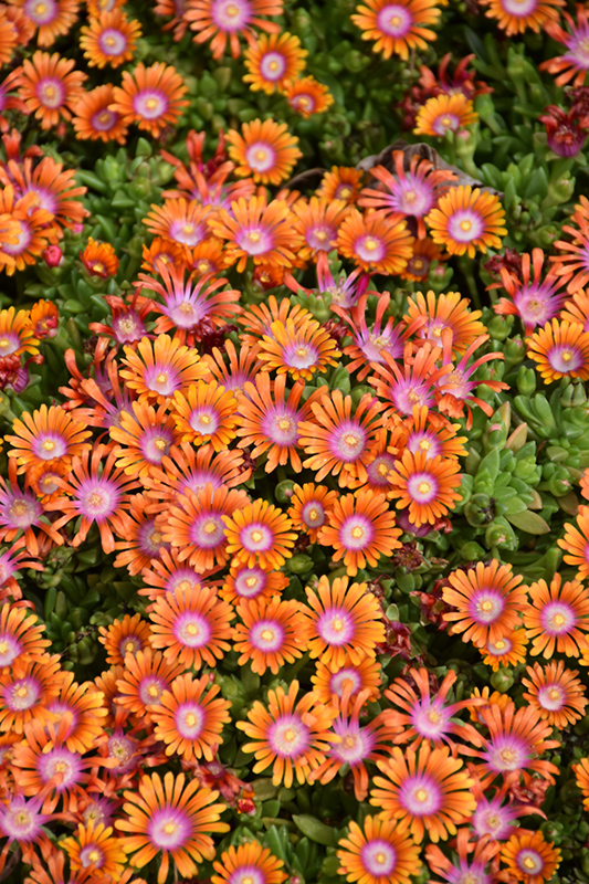 Fire Spinner Ice Plant (Delosperma 'Fire Spinner') at Stauffers Of Kissel Hill
