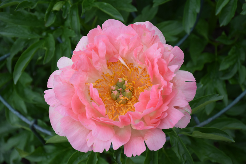Coral Sunset Peony (Paeonia 'Coral Sunset') at Stauffers Of Kissel Hill