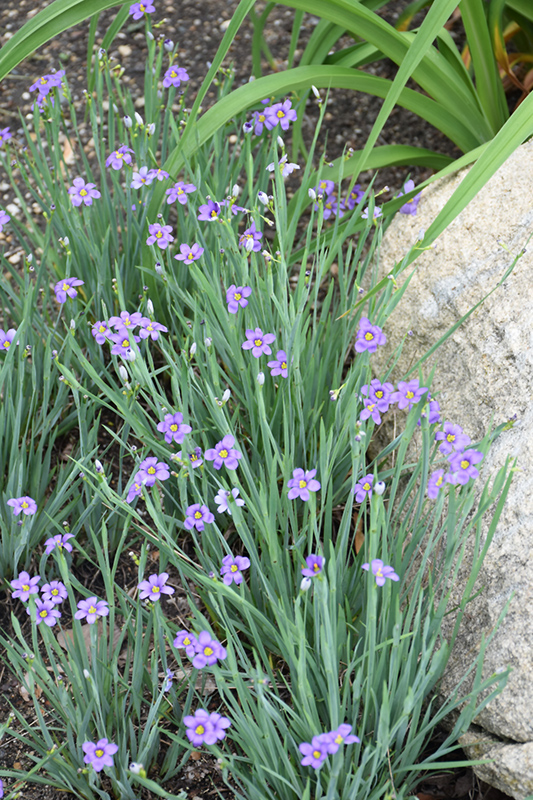 Lucerne Blue-Eyed Grass (Sisyrinchium angustifolium 'Lucerne') at Stauffers Of Kissel Hill