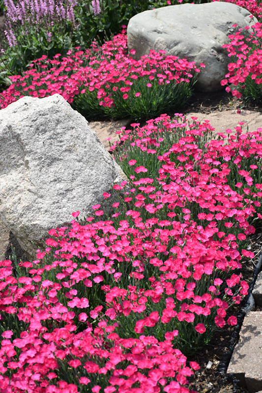 Paint The Town Magenta Pinks (Dianthus 'Paint The Town Magenta') at Stauffers Of Kissel Hill
