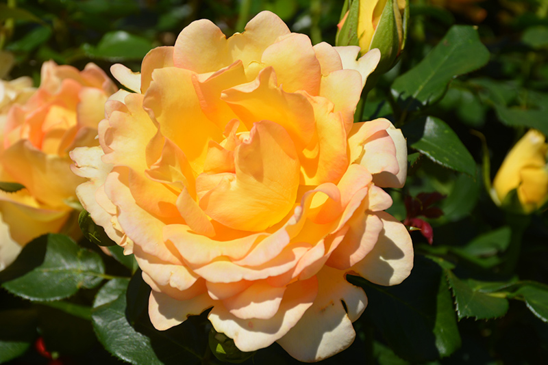 Gold Struck Rose (Rosa 'Gold Struck') at Stauffers Of Kissel Hill