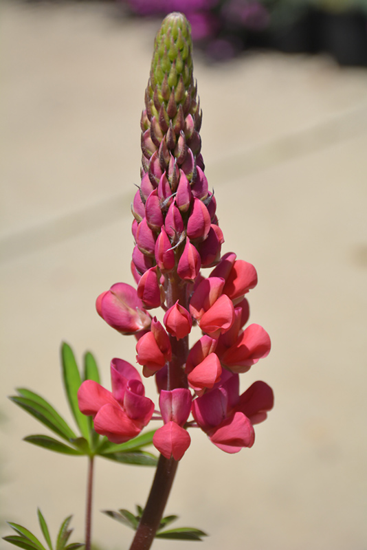 Westcountry Red Rum Lupine (Lupinus 'Red Rum') at Stauffers Of Kissel Hill