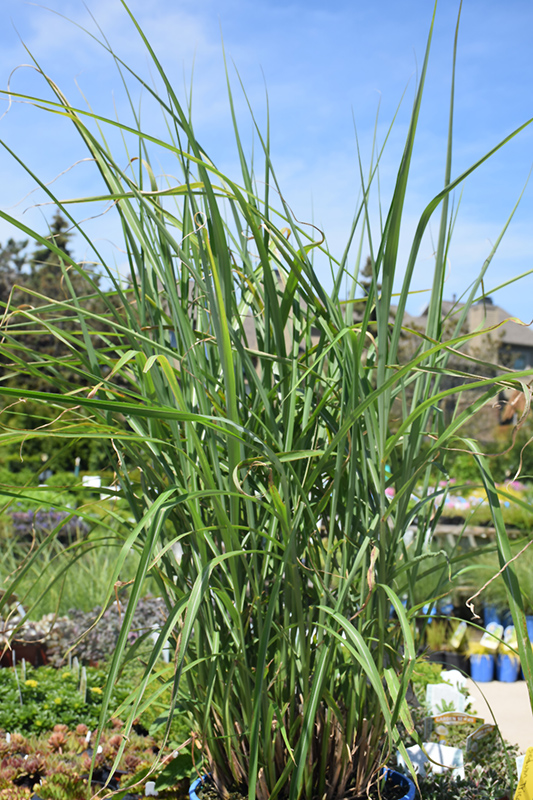 My Fair Maiden Maiden Grass (Miscanthus sinensis 'NCMS1') at Stauffers Of Kissel Hill