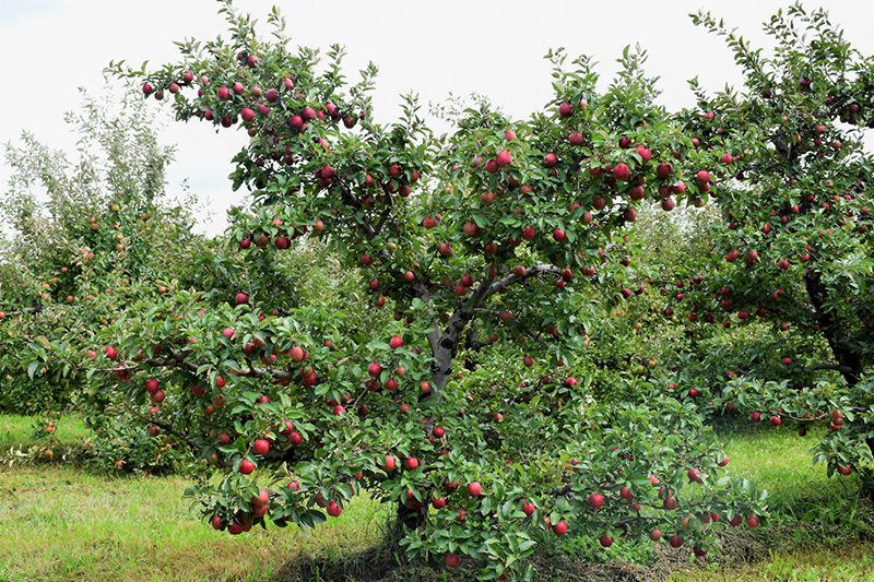 Red Delicious Apple (Malus 'Red Delicious') at Stauffers Of Kissel Hill