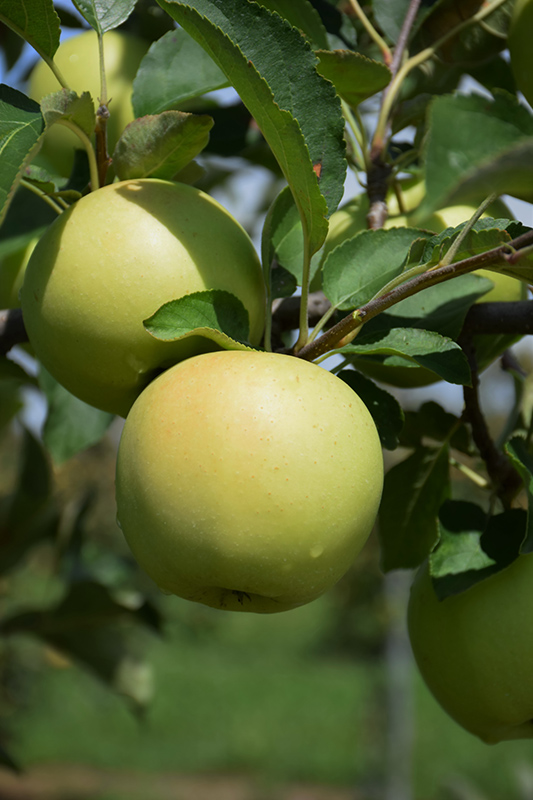 Golden Delicious Apple (Malus 'Golden Delicious') at Stauffers Of Kissel Hill