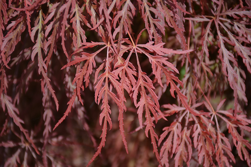 Red Select Japanese Maple (Acer palmatum 'Red Select') at Stauffers Of Kissel Hill