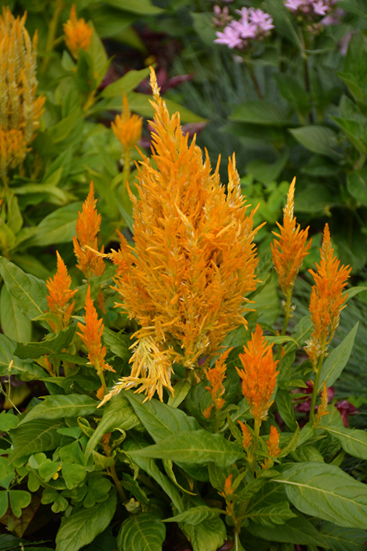Fresh Look Yellow Celosia (Celosia 'Fresh Look Yellow') at Stauffers Of Kissel Hill