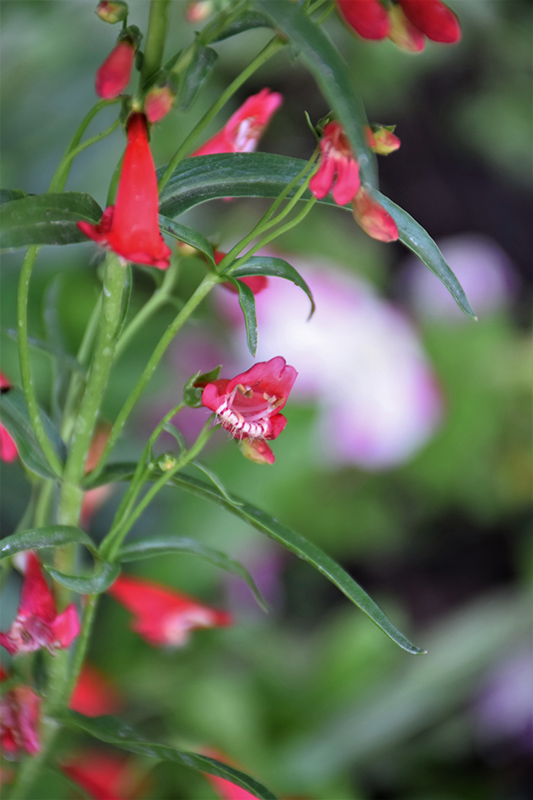 Twizzle Scarlet Beard Tongue (penstemon Barbatus 'twizzle Scarlet') In 