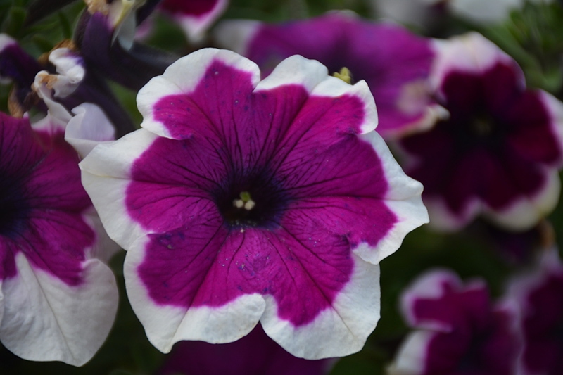 Crazytunia Passion Punch Petunia (Petunia 'Crazytunia Passion Punch') at Stauffers Of Kissel Hill
