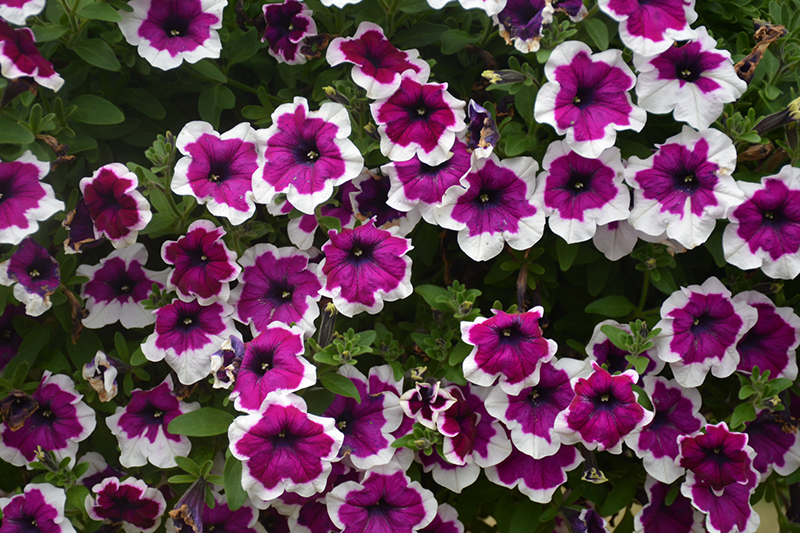 Crazytunia Passion Punch Petunia (Petunia 'Crazytunia Passion Punch') at Stauffers Of Kissel Hill