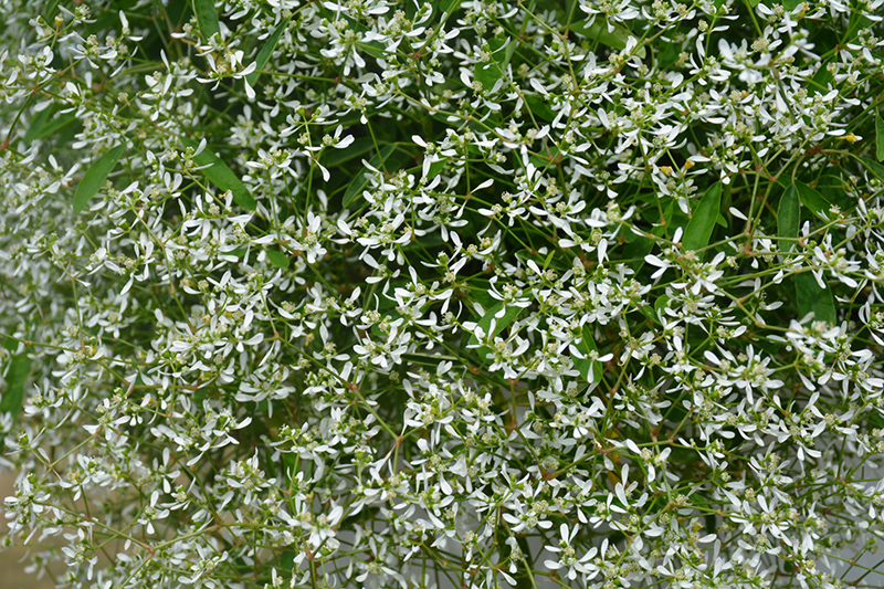 Diamond Frost Euphorbia (Euphorbia 'INNEUPHDIA') at Stauffers Of Kissel Hill