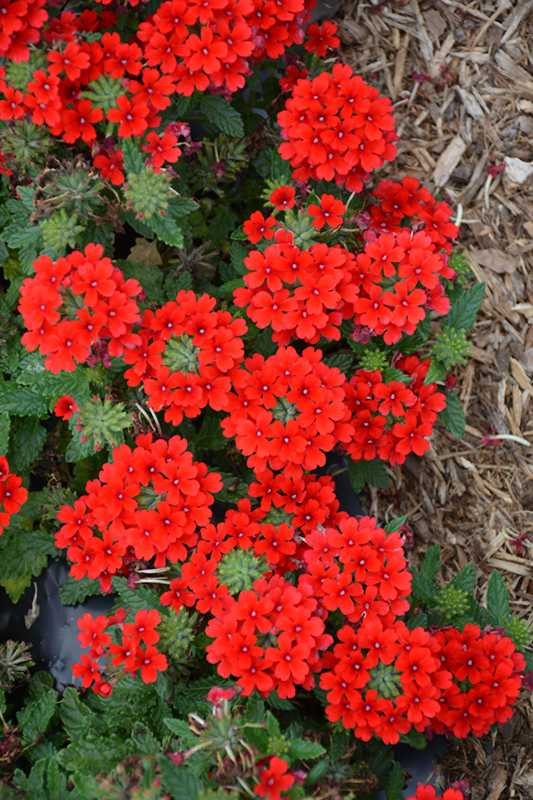 Firehouse Red Verbena (Verbena 'Balendred') at Stauffers Of Kissel Hill