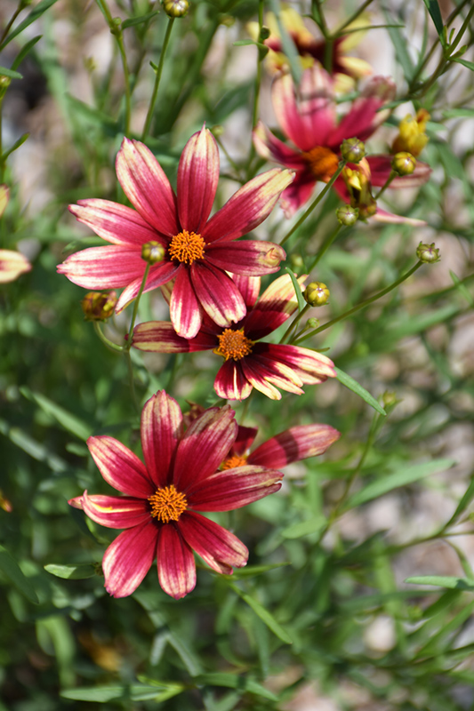 Lil' Bang Red Elf Tickseed (Coreopsis 'Red Elf') at Stauffers Of Kissel Hill