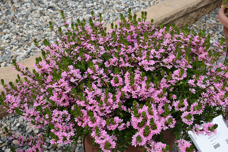 Whirlwind Pink Fan Flower (Scaevola aemula 'Whirlwind Pink') at Stauffers Of Kissel Hill