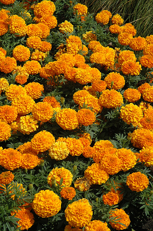 Taishan Orange Marigold (Tagetes erecta 'Taishan Orange') at Stauffers Of Kissel Hill