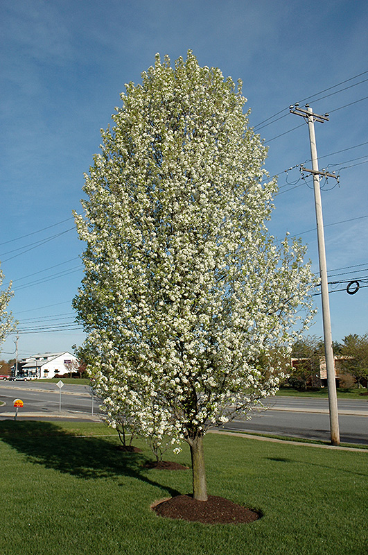 Cleveland Select Ornamental Pear (Pyrus calleryana 'Cleveland Select') at Stauffers Of Kissel Hill