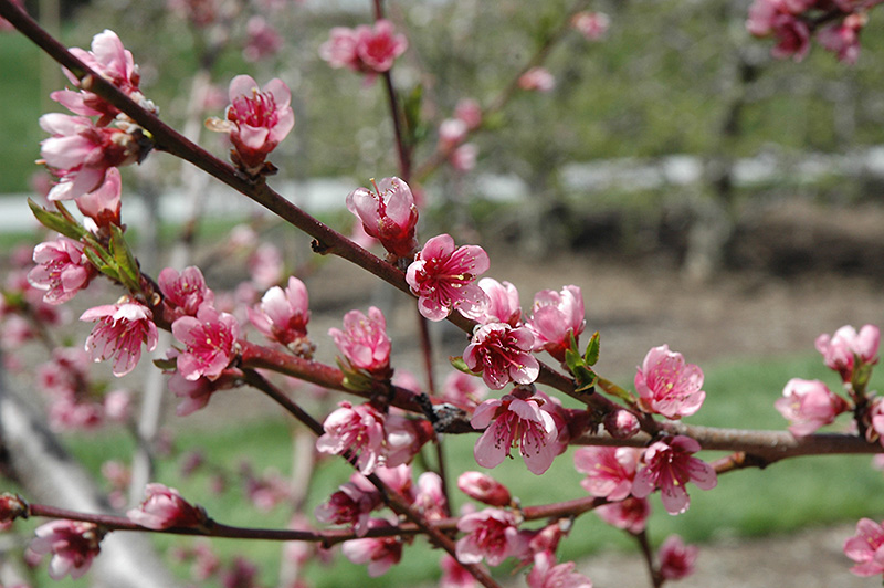 Reliance Peach (Prunus persica 'Reliance') at Stauffers Of Kissel Hill