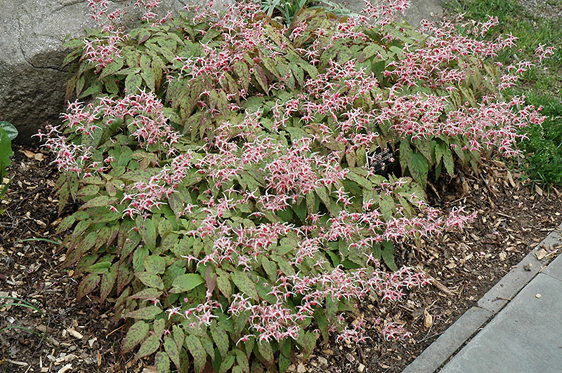 Pink Champagne Fairy Wings (Epimedium 'Pink Champagne') at Stauffers Of Kissel Hill