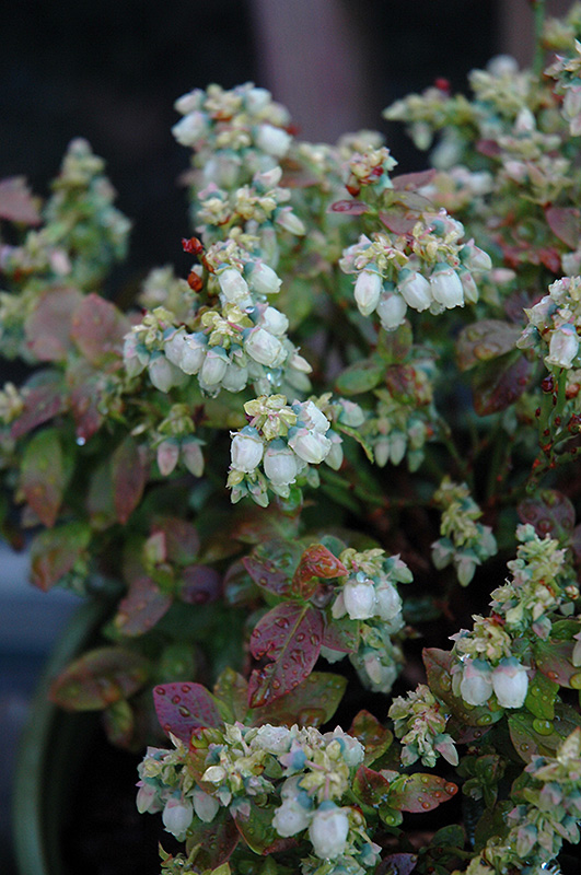Jelly Bean Blueberry (Vaccinium 'ZF06-179') at Stauffers Of Kissel Hill