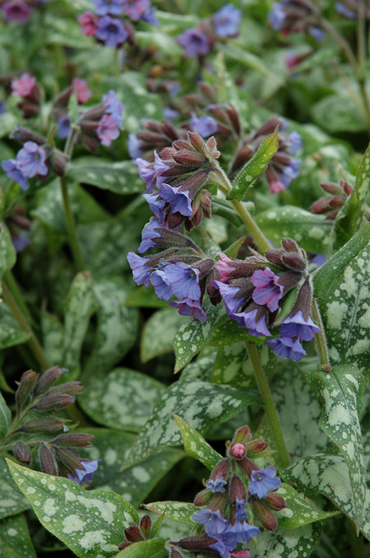 High Contrast Lungwort (Pulmonaria 'High Contrast') at Stauffers Of Kissel Hill