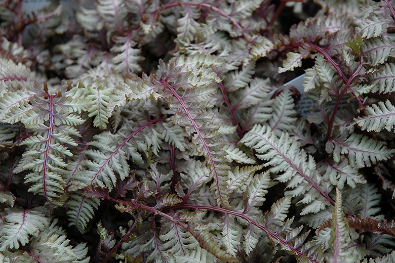 Regal Red Painted Fern (Athyrium nipponicum 'Regal Red') at Stauffers Of Kissel Hill