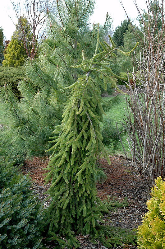 Frohburg Norway Spruce (Picea abies 'Frohburg') at Stauffers Of Kissel Hill