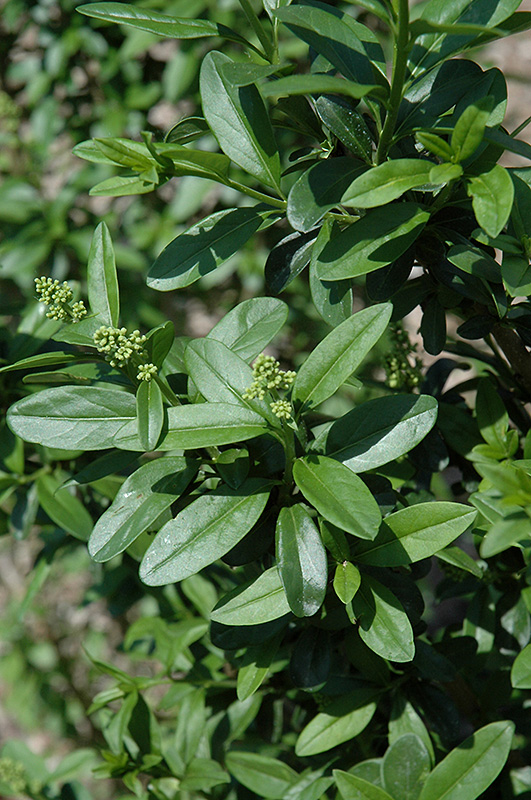 California Privet (Ligustrum ovalifolium) at Stauffers Of Kissel Hill