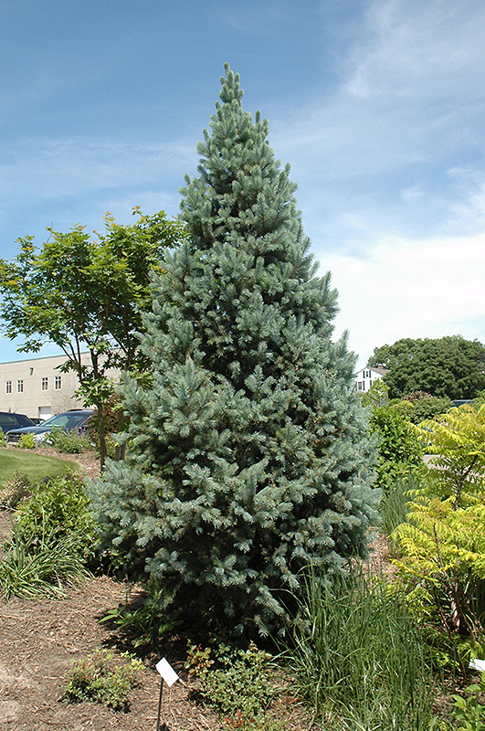 Upright Colorado Spruce (Picea pungens 'Fastigiata') at Stauffers Of Kissel Hill
