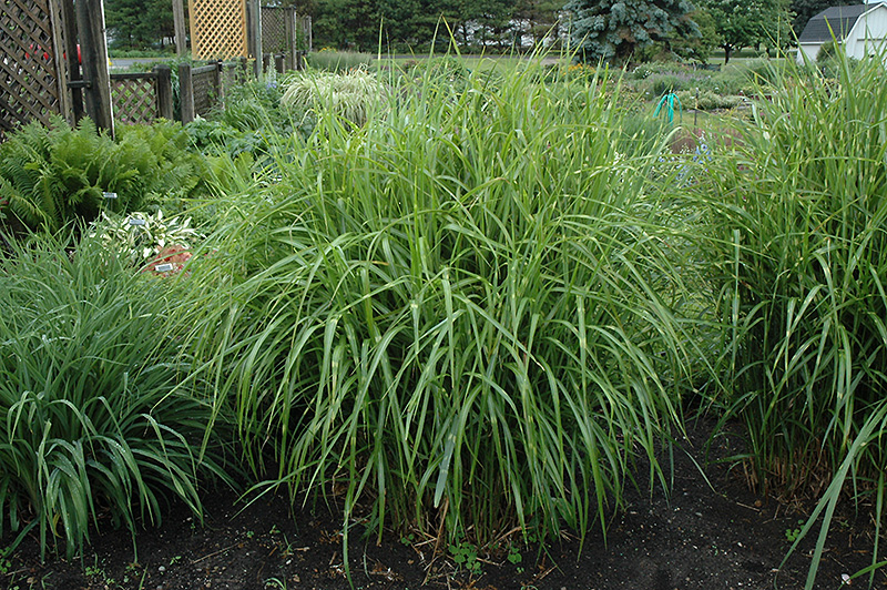 Porcupine Grass (Miscanthus sinensis 'Strictus') at Stauffers Of Kissel Hill