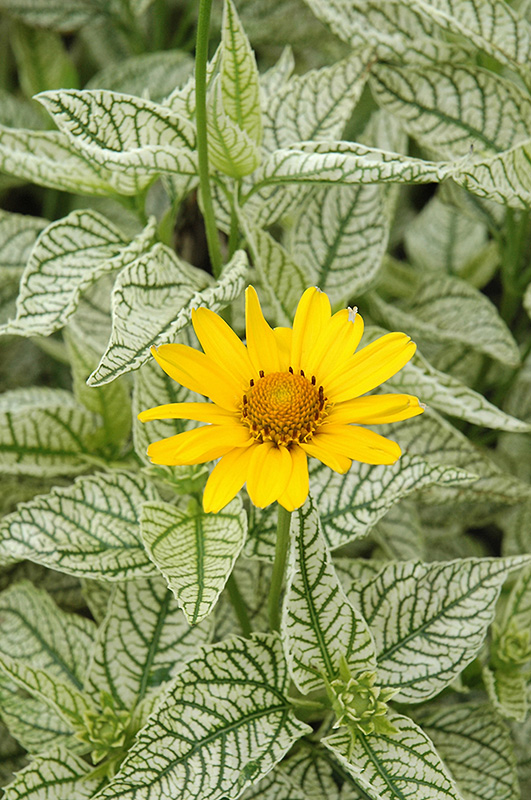 Sunburst False Sunflower (Heliopsis helianthoides 'Sunburst') at Stauffers Of Kissel Hill