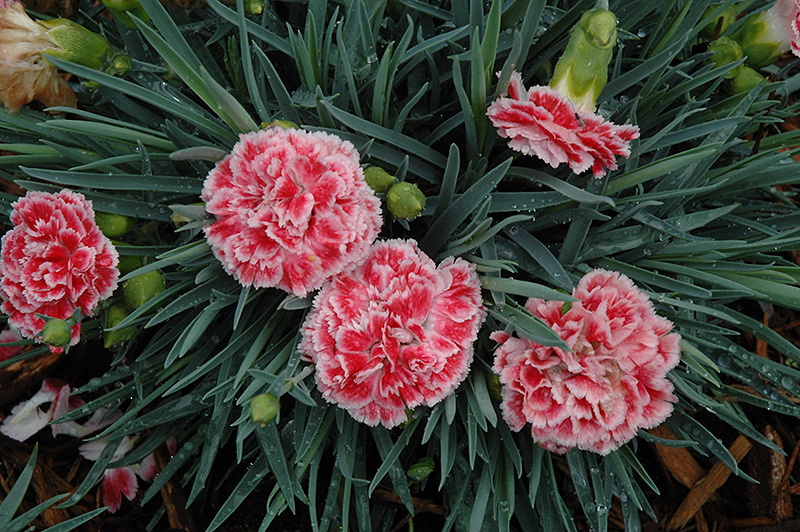 Coral Reef Pinks (Dianthus 'WP07OLDRICE') at Stauffers Of Kissel Hill