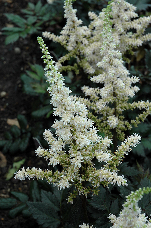 Visions in White Chinese Astilbe (Astilbe chinensis 'Visions in White') at Stauffers Of Kissel Hill