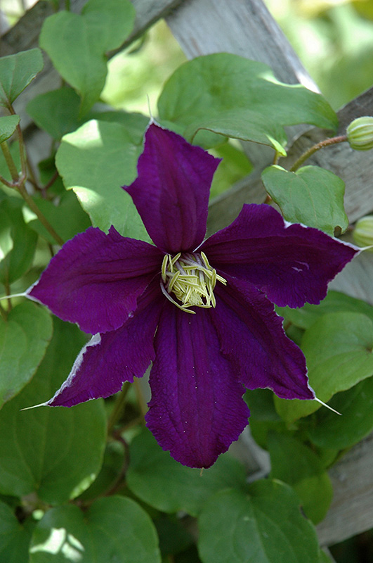 Rhapsody Clematis (Clematis 'Rhapsody') at Stauffers Of Kissel Hill