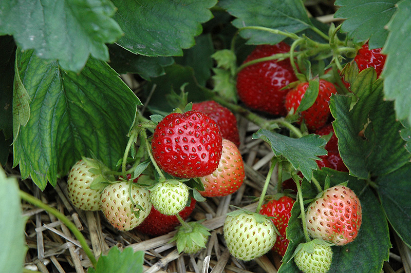 Earliglow Strawberry (Fragaria 'Earliglow') at Stauffers Of Kissel Hill