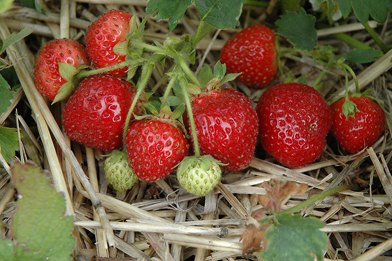 Jewel Strawberry (Fragaria 'Jewel') at Stauffers Of Kissel Hill