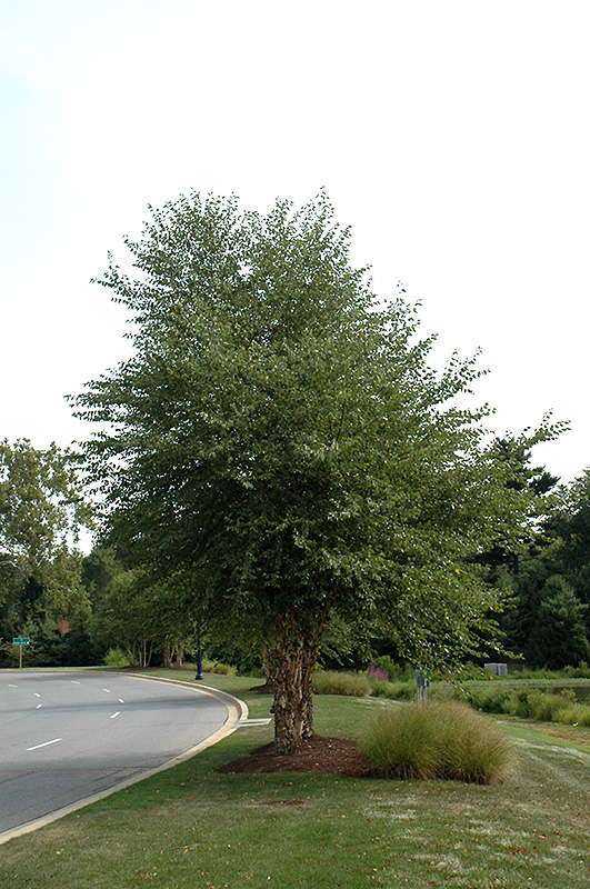 Dura Heat River Birch (clump) (Betula nigra 'Dura Heat (clump)') at Stauffers Of Kissel Hill