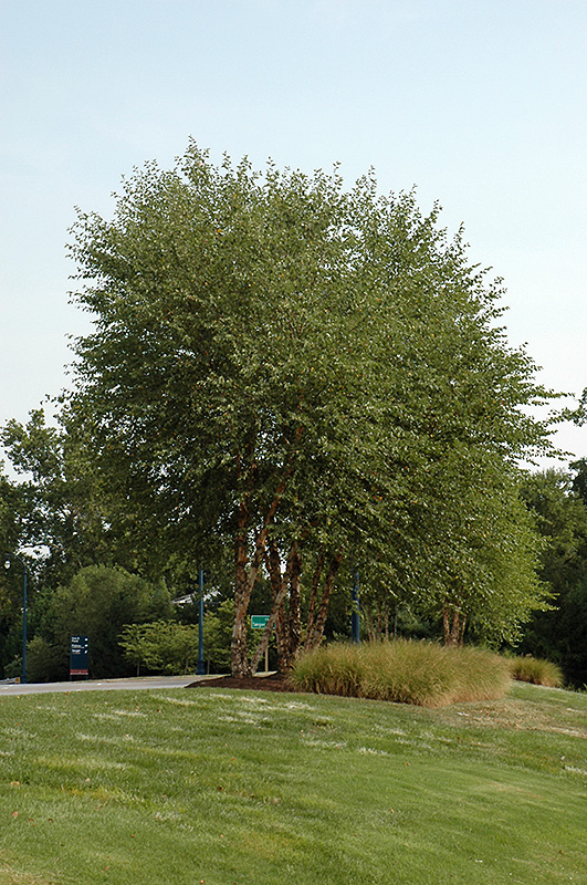 Heritage River Birch (clump) (Betula nigra 'Heritage (clump)') at Stauffers Of Kissel Hill