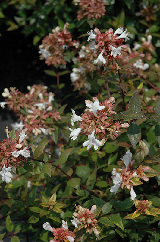 Little Richard Glossy Abelia (Abelia x grandiflora 'Little Richard') at Stauffers Of Kissel Hill