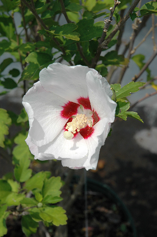 Red Heart Rose Of Sharon (Hibiscus syriacus 'Red Heart') at Stauffers Of Kissel Hill
