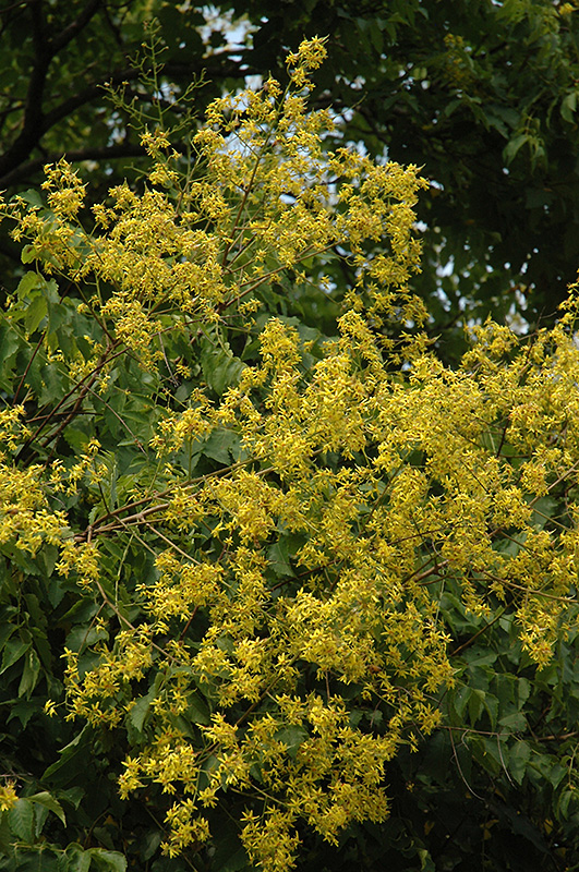Golden Rain Tree (Koelreuteria paniculata) at Stauffers Of Kissel Hill