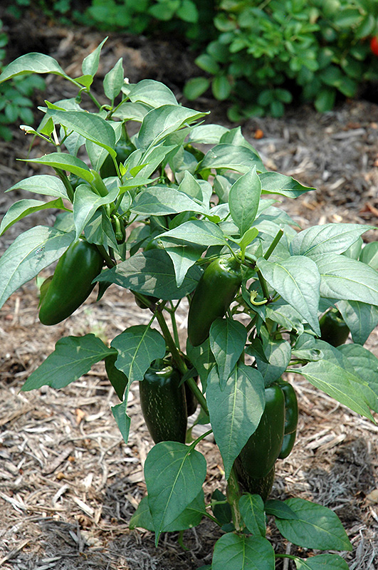 Jalapeno Pepper (Capsicum annuum 'Jalapeno') at Stauffers Of Kissel Hill