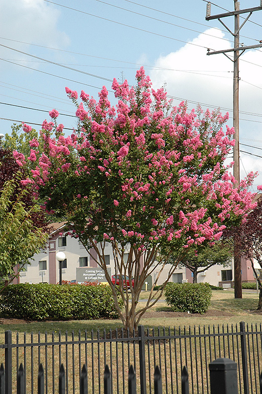 Sioux Crapemyrtle (Lagerstroemia 'Sioux') at Stauffers Of Kissel Hill