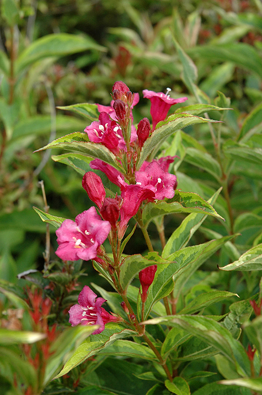 French Lace Weigela (Weigela florida 'French Lace') at Stauffers Of Kissel Hill